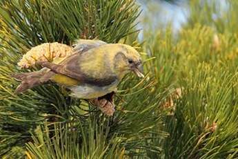 Bec-croisé des sapins