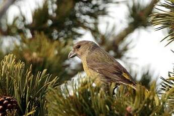 Bec-croisé des sapins