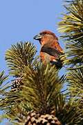 Red Crossbill