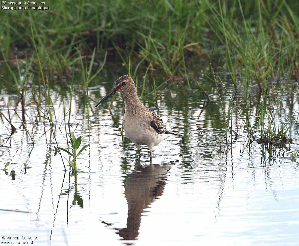 Stilt Sandpiper