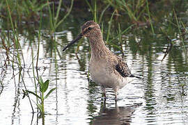 Stilt Sandpiper