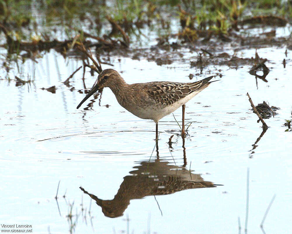 Bécasseau à échasses1ère année, identification