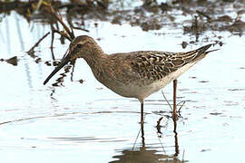 Stilt Sandpiper