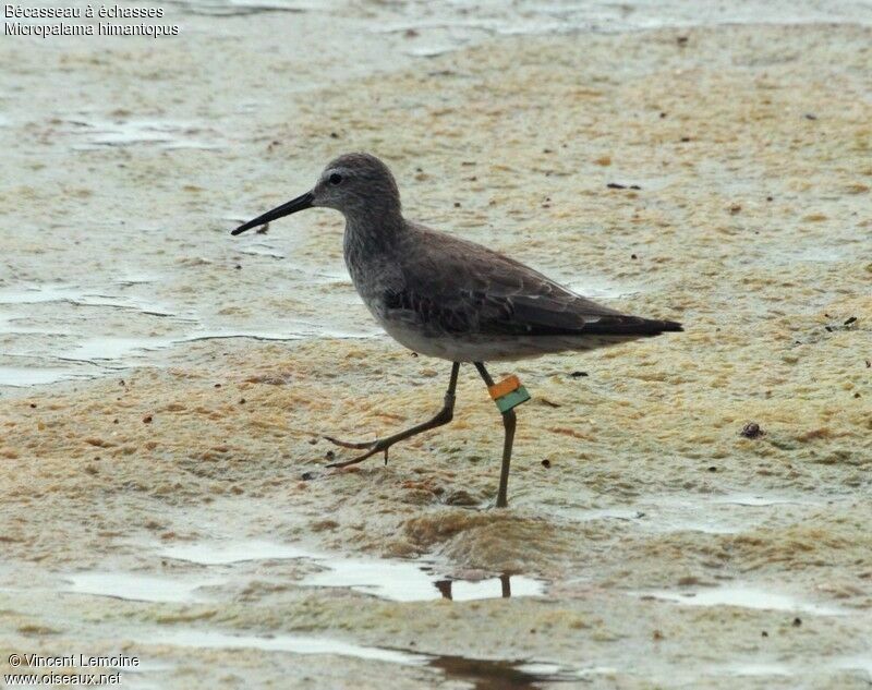 Stilt Sandpiper