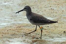 Stilt Sandpiper