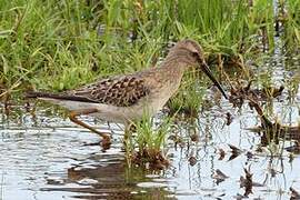 Stilt Sandpiper