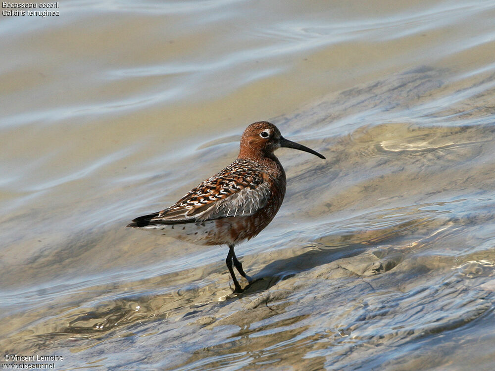 Curlew Sandpiperadult breeding