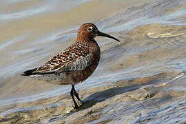 Curlew Sandpiper