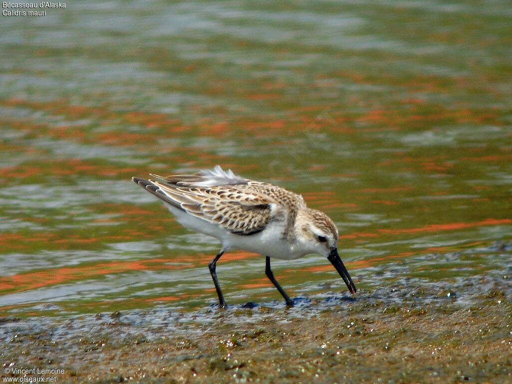 Western Sandpiper