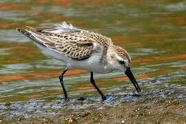 Western Sandpiper