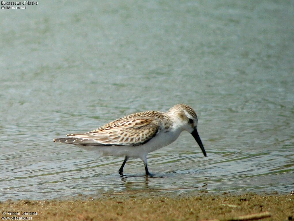 Western Sandpiper