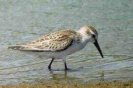 Western Sandpiper