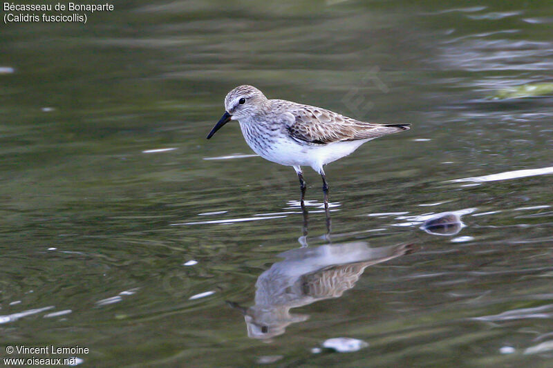 White-rumped Sandpiper