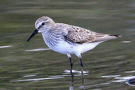 White-rumped Sandpiper