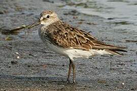 White-rumped Sandpiper