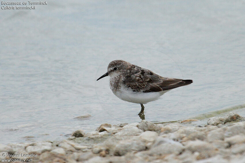 Temminck's Stint