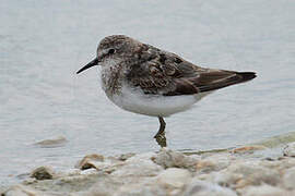 Temminck's Stint