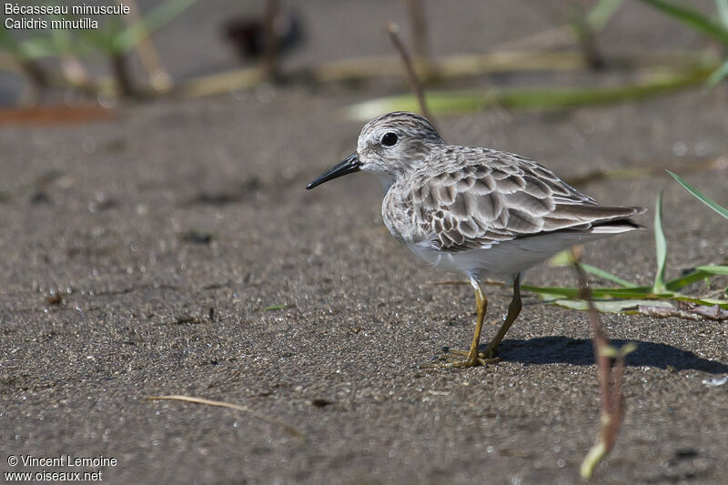 Least Sandpiper