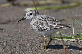 Least Sandpiper