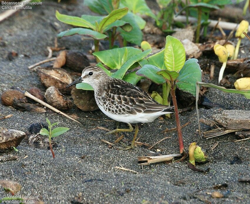 Least Sandpiper