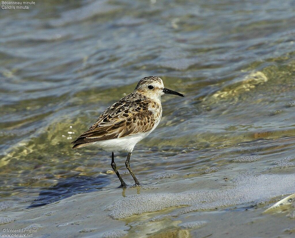 Little Stint