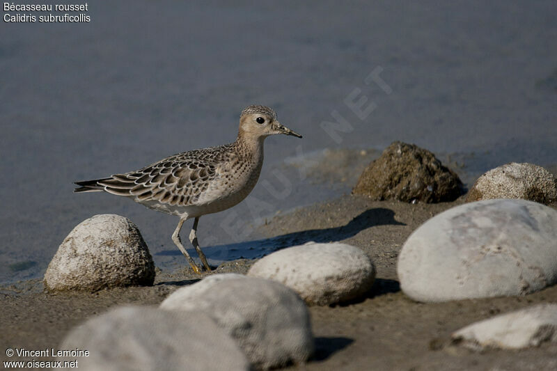 Buff-breasted Sandpiper