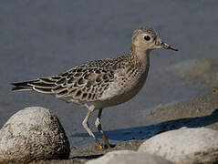 Buff-breasted Sandpiper