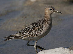 Buff-breasted Sandpiper