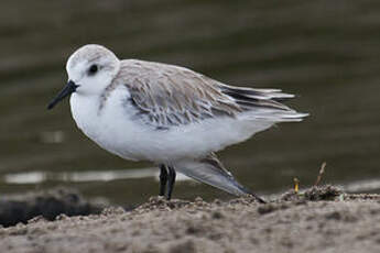 Bécasseau sanderling