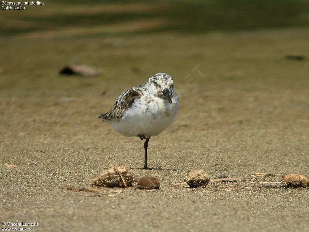 Bécasseau sanderling