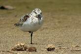 Bécasseau sanderling