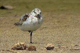 Sanderling