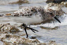 Bécasseau sanderling