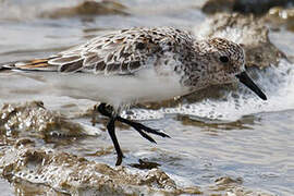 Sanderling