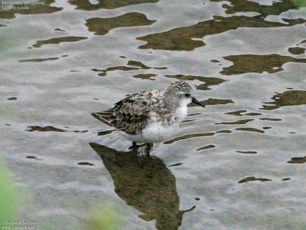 Semipalmated Sandpiperadult post breeding