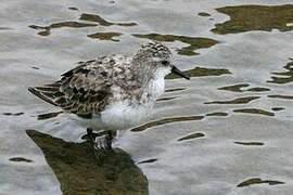 Semipalmated Sandpiper