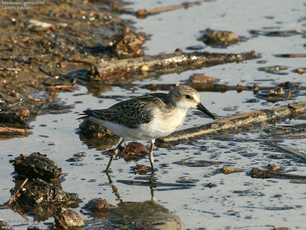 Semipalmated Sandpiper