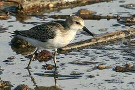 Semipalmated Sandpiper