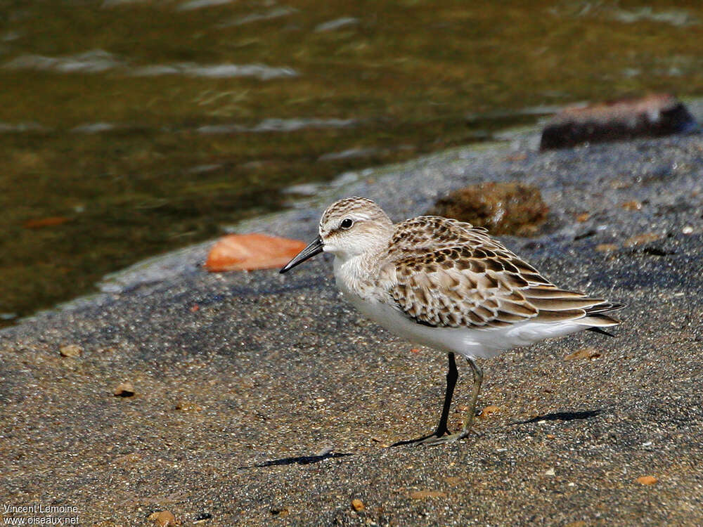 Semipalmated Sandpiperjuvenile, identification