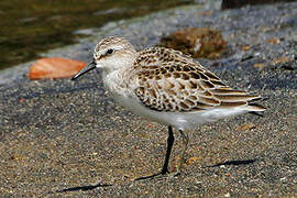 Semipalmated Sandpiper