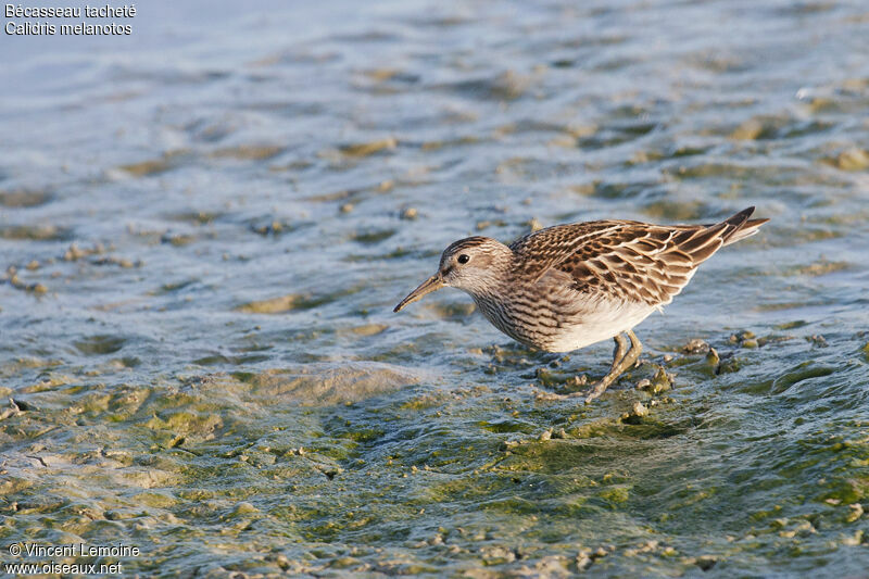 Pectoral Sandpiper