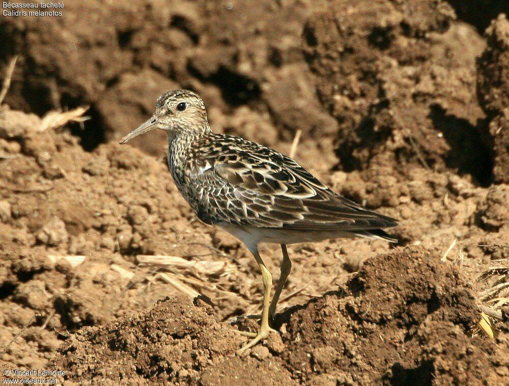 Pectoral Sandpiper