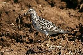 Pectoral Sandpiper