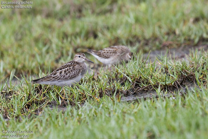 Pectoral Sandpiper