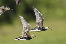 Pectoral Sandpiper