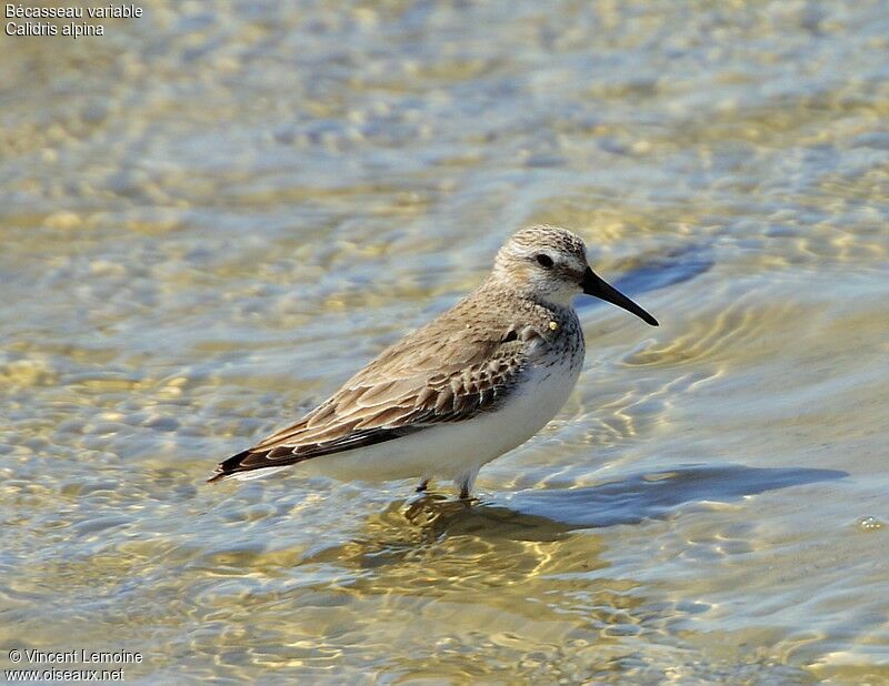 Bécasseau variable