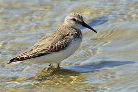 Dunlin