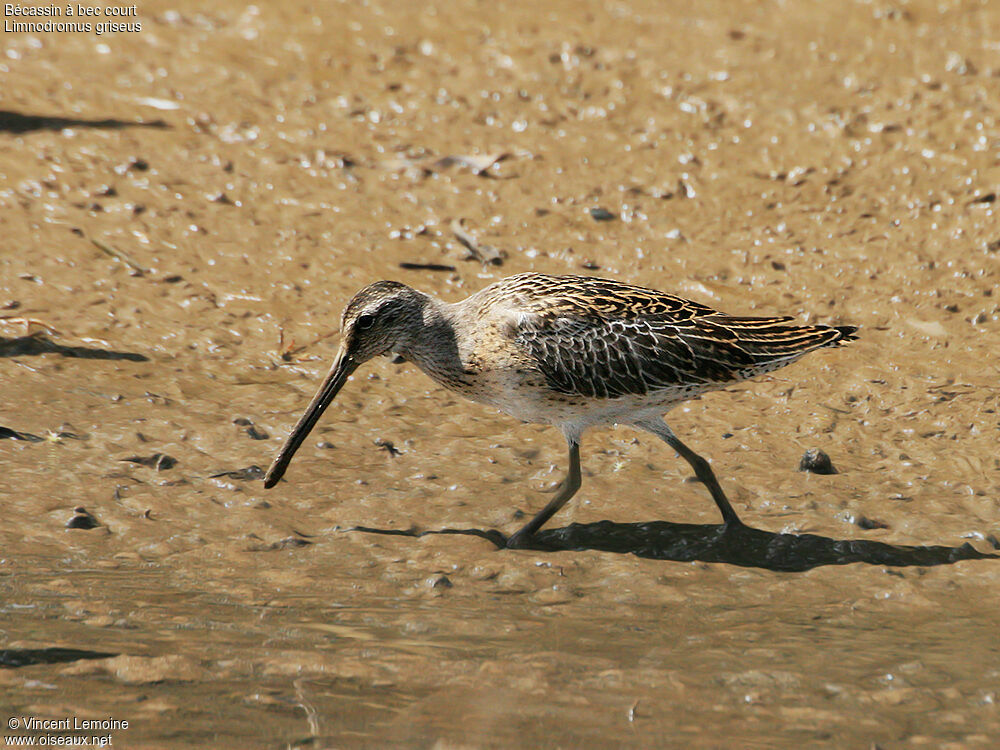 Short-billed Dowitcher