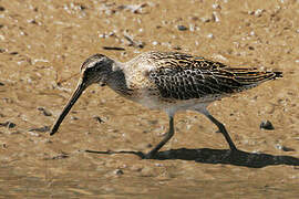 Short-billed Dowitcher