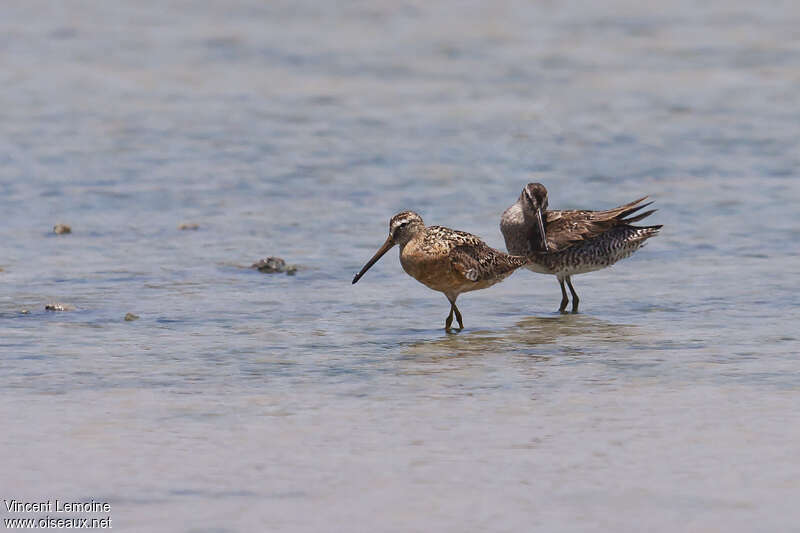 Short-billed Dowitcheradult